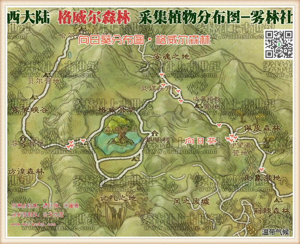 西大陆格威尔森林向日葵