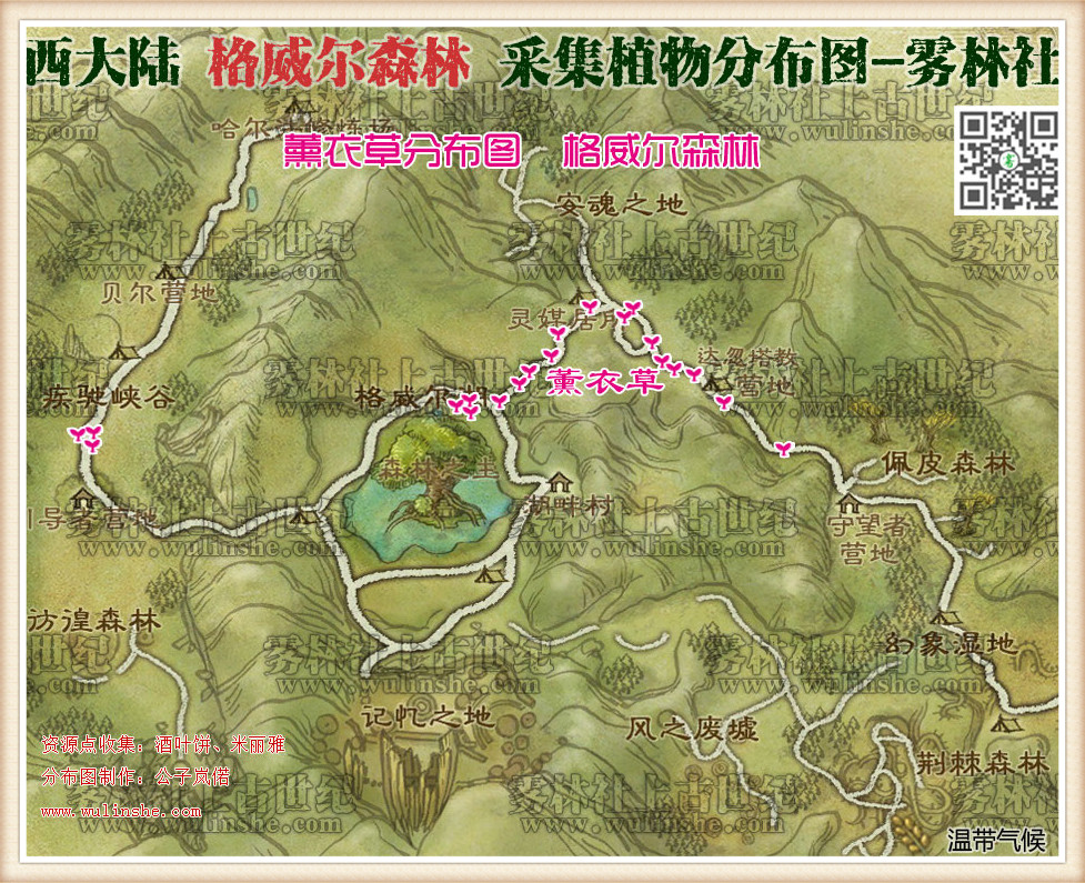 西大陆格威尔森林薰衣草