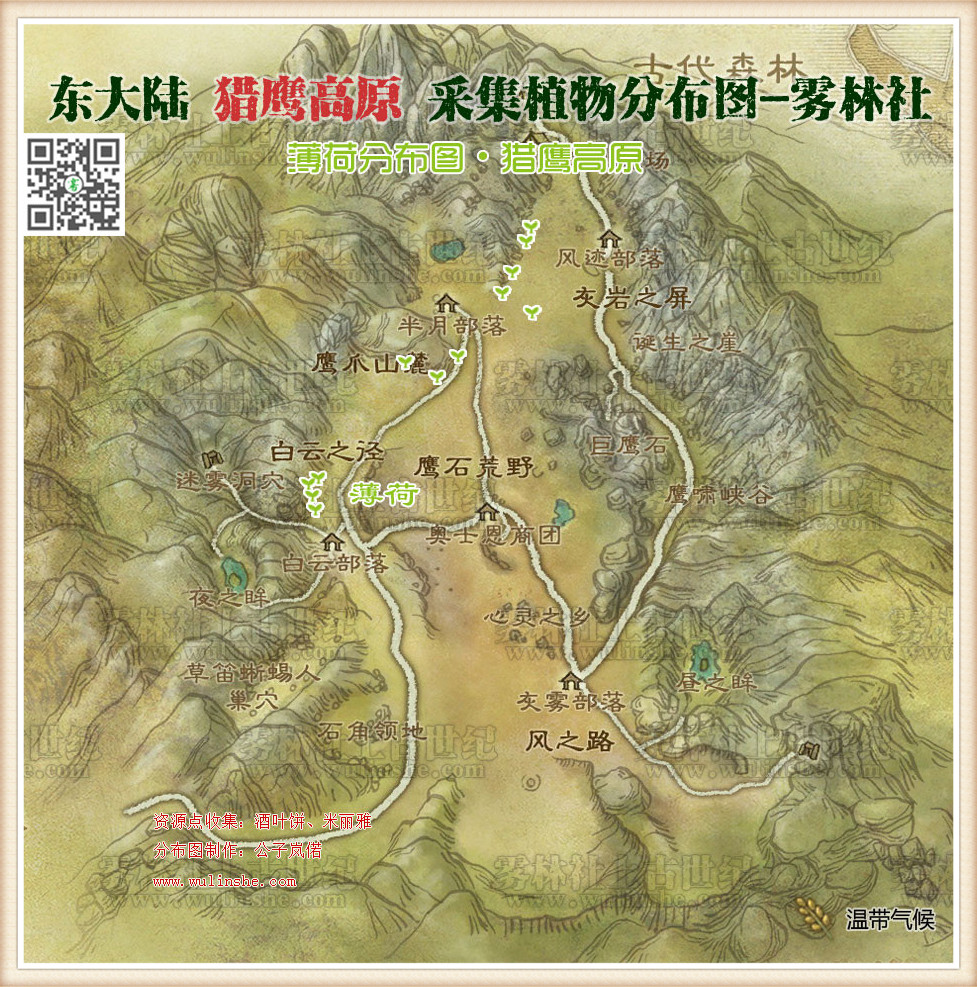 猎鹰高原薄荷