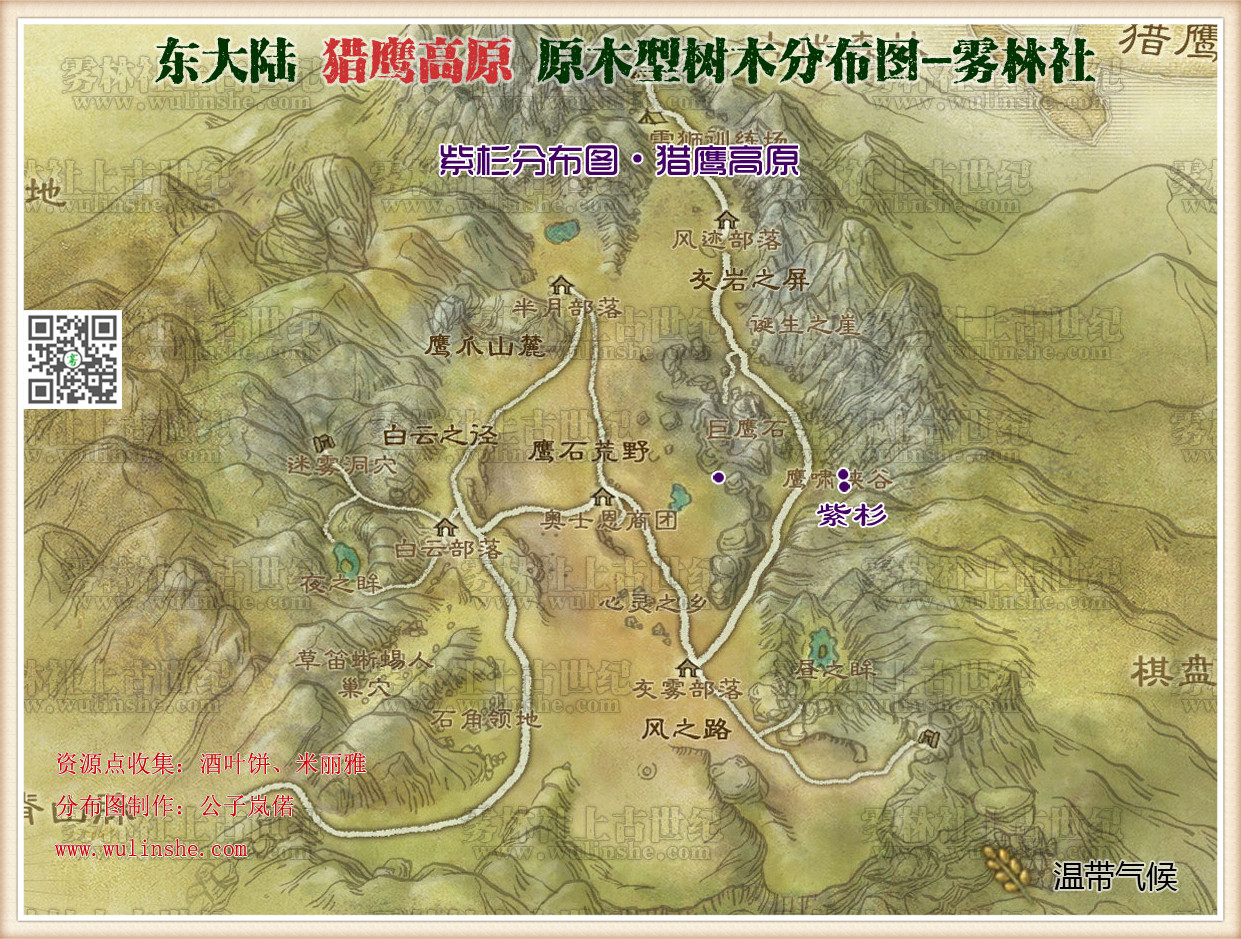 猎鹰高原紫杉
